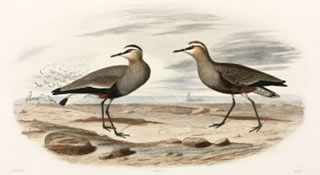 Sociable plovers, Black Sea Area, 1837" title="Sociable plovers, Black Sea Area, 1837